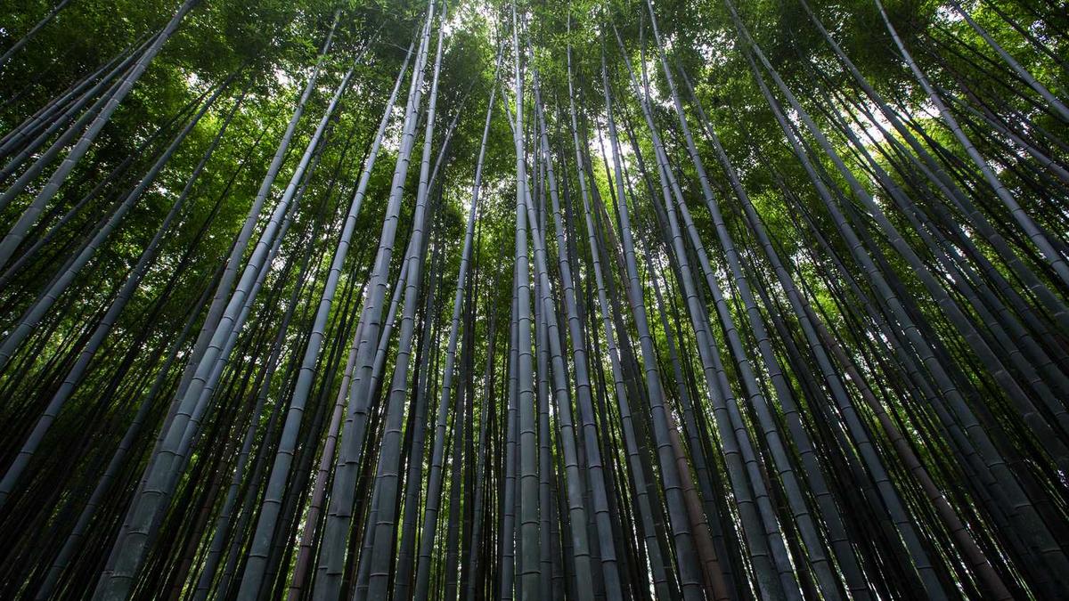 梦幻西游动态锁屏壁纸高清壁纸高清壁纸求一张这个图片的高清图用作...