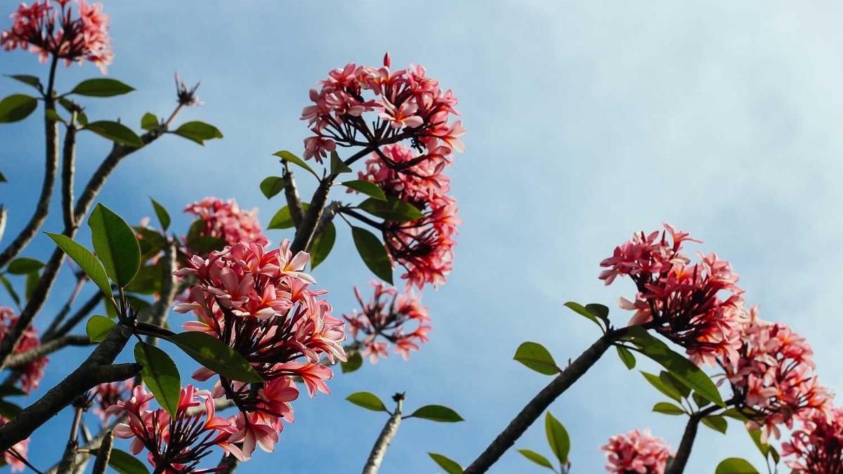 山东泰安岱岳区区政府位置