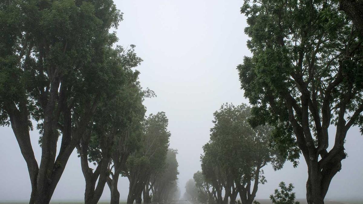 苏州有哪些吃早茶的好去处?