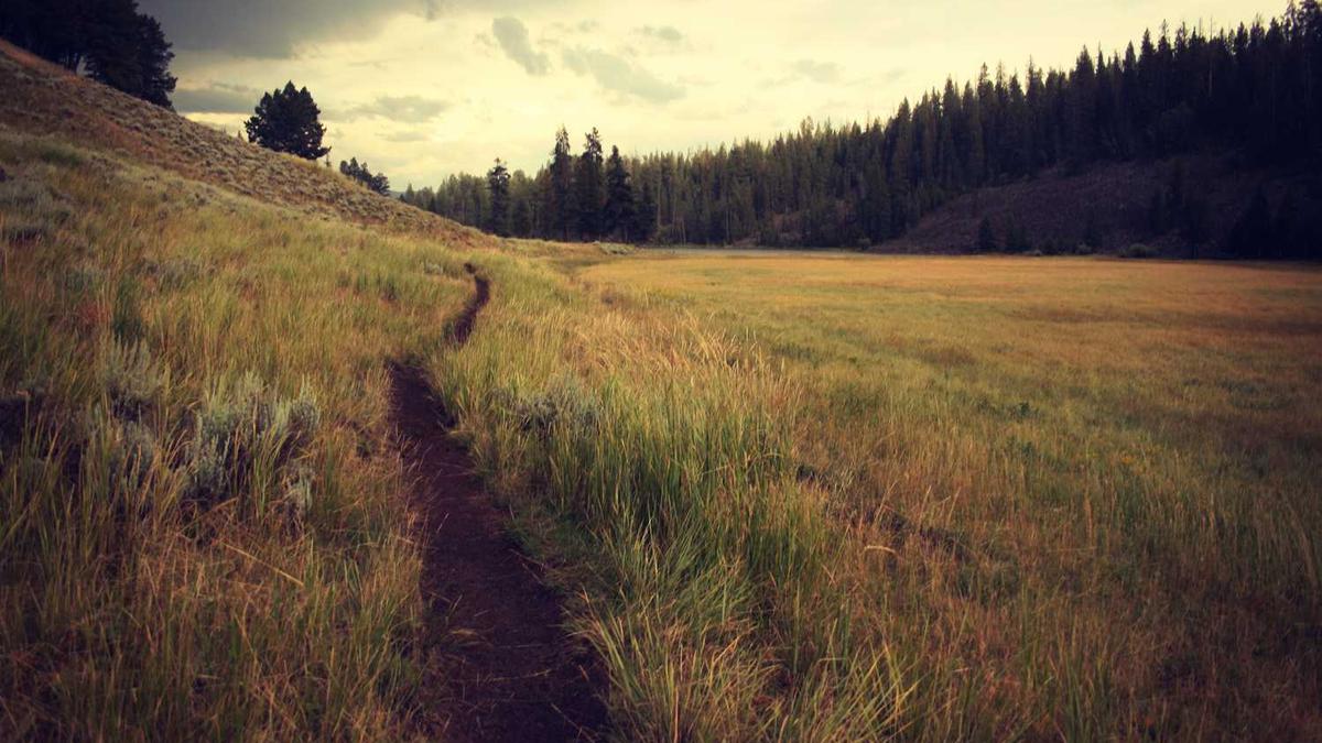 网上买2个月的猫要买他家猫粮