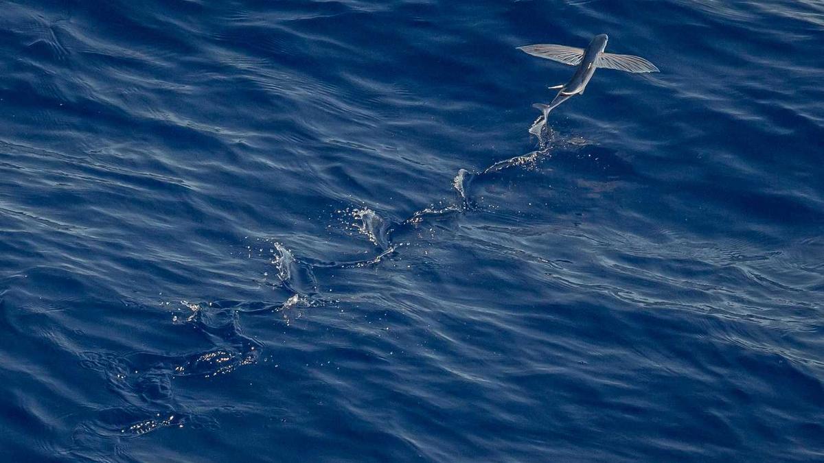 福建龙岩学院是一本还是二本